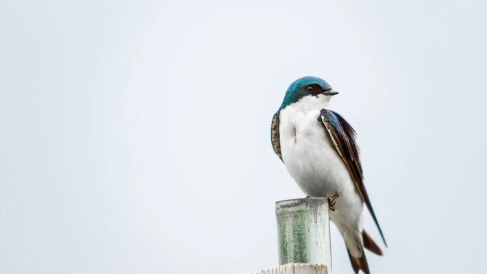 Birding Photo Walk at Reflection Riding