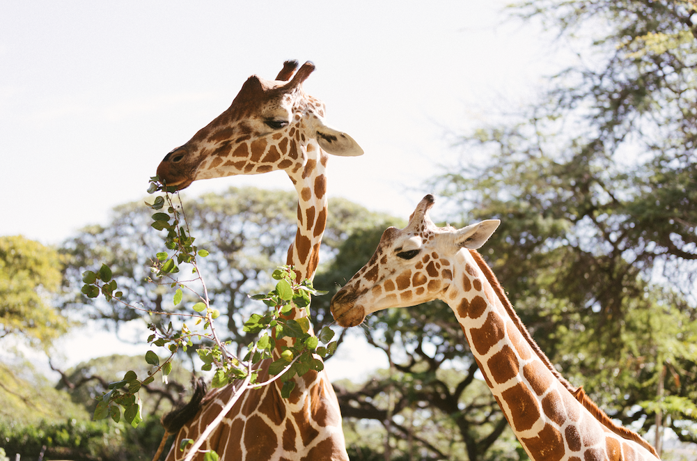 ROAR-chestra Rally: A Youth Day of Music at the Honolulu Zoo - ROAR-chestra Rally: A Youth Day of Music at the Honolulu Zoo