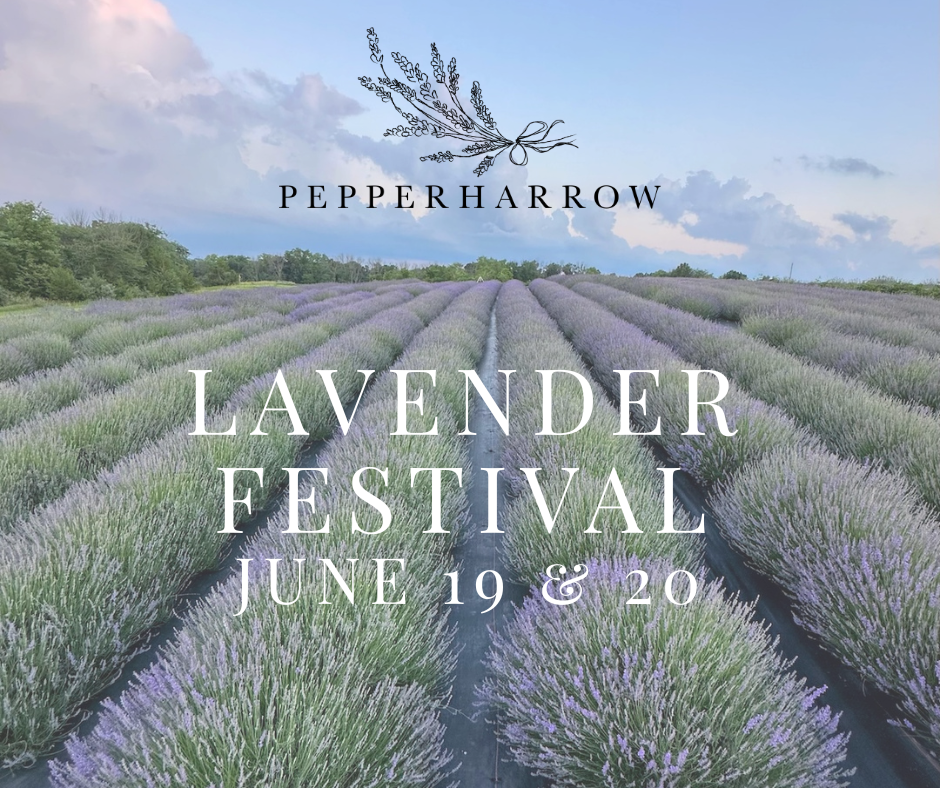 PepperHarrow Lavender Festival