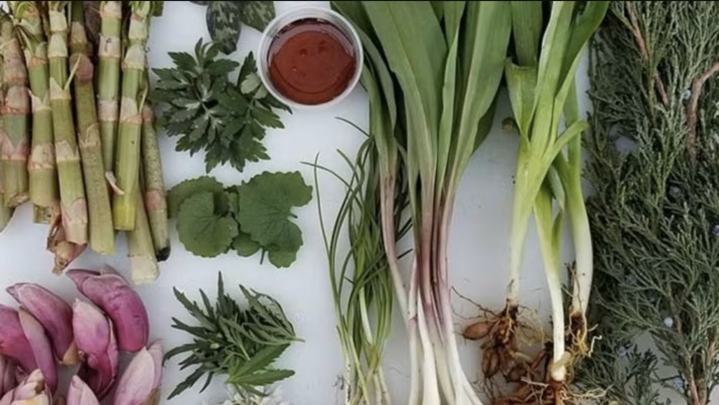 Eat the Neighborhood Foraging and Nature Walk -- Schaumburg