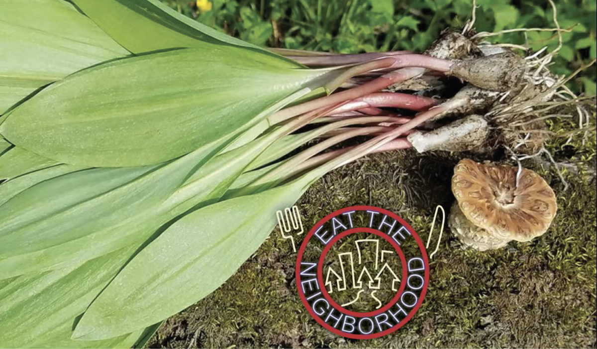 Eat the Neighborhood: Foraging and Nature Walk - Wolf Lake, Indiana