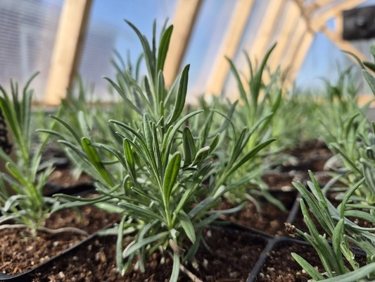 Skagit Valley Herald Events - Spring Lavender Plant Sale at Our Legacy  Fields in Stanwood - Memorial Day Weekend, May 23, 24 & 25