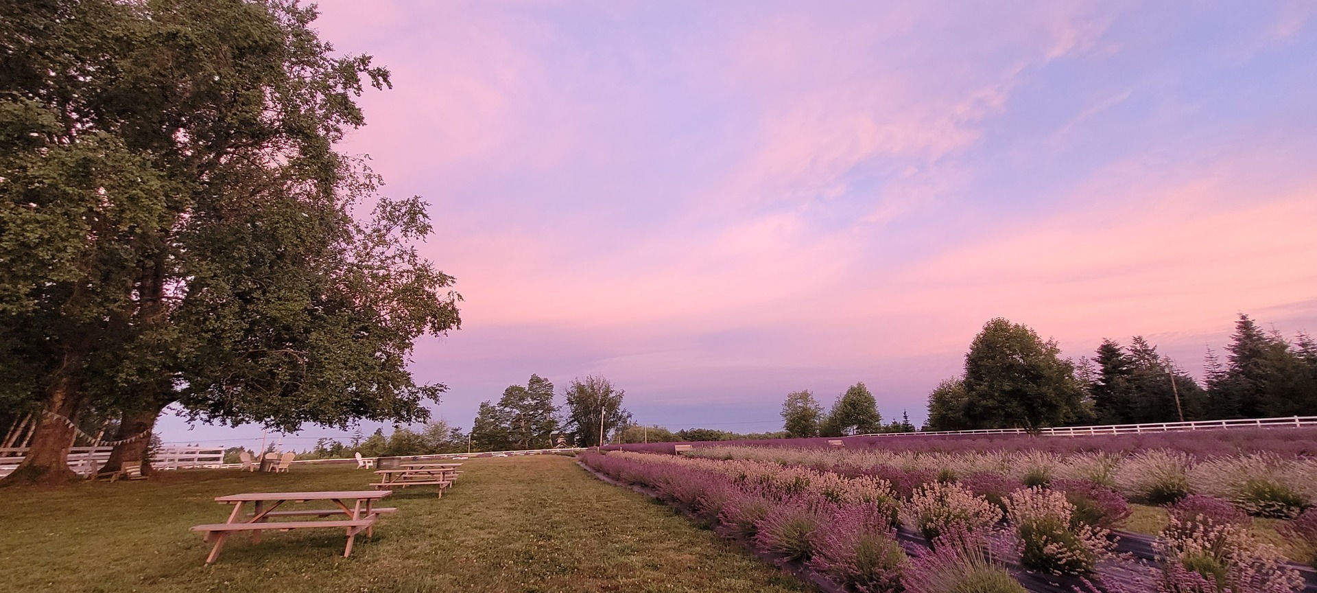 Our Legacy Fields Lavender Farm Season Opening, June 20 - Our Legacy Fields Lavender Farm Season Opening, June 20