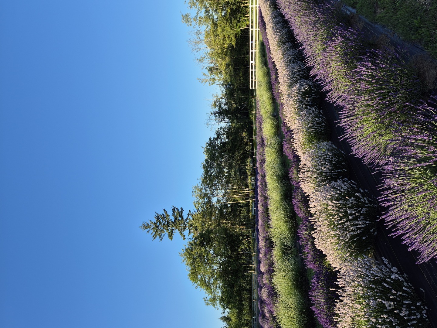 BBQ & BLOOMS: Fathers Day at Our Legacy Fields Lavender Farm in Stanwood! - BBQ & BLOOMS: Fathers Day at Our Legacy Fields Lavender Farm in Stanwood!