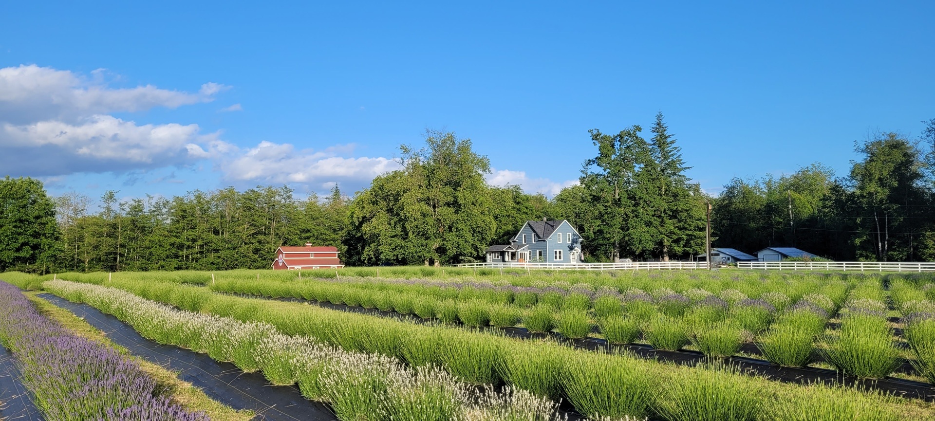 BBQ & BLOOMS: Fathers Day at Our Legacy Fields Lavender Farm in Stanwood! - BBQ & BLOOMS: Fathers Day at Our Legacy Fields Lavender Farm in Stanwood!