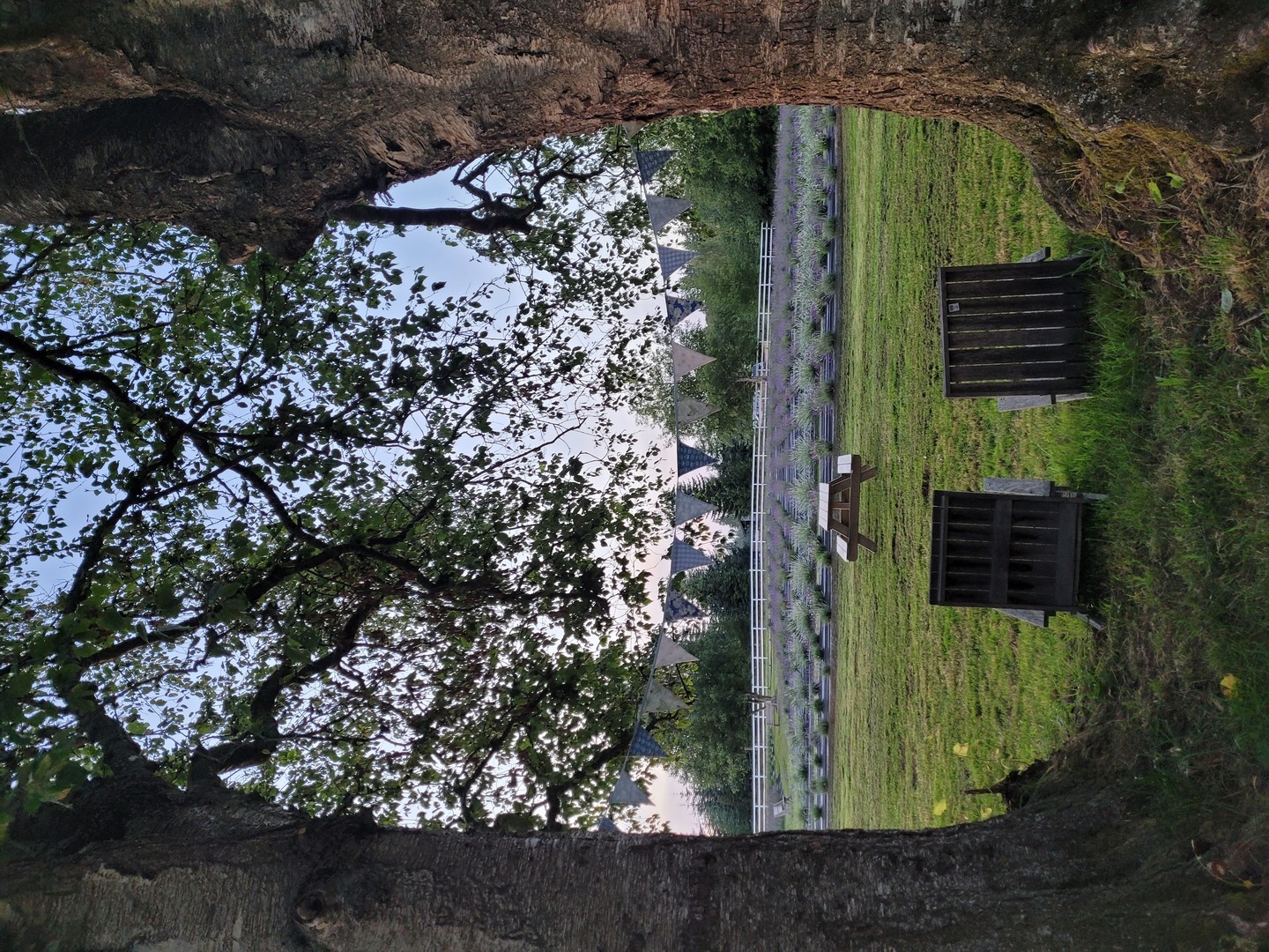 BBQ & BLOOMS: Fathers Day at Our Legacy Fields Lavender Farm in Stanwood! - BBQ & BLOOMS: Fathers Day at Our Legacy Fields Lavender Farm in Stanwood!