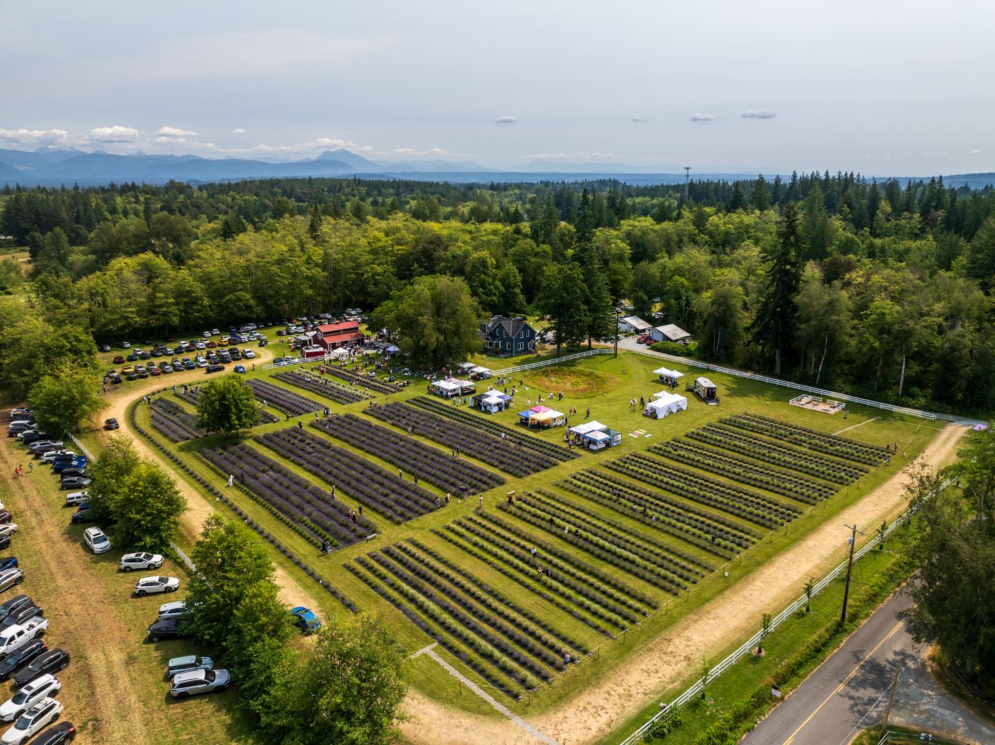 BLOOM FEST 2026 - Lavender Festival at Our Legacy Fields in Stanwood, July 18 & 19