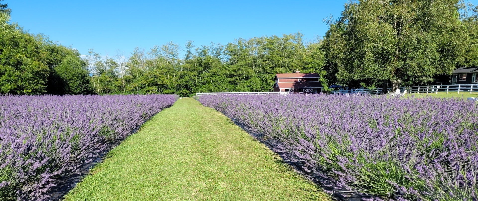 BLOOM FEST 2026 - Lavender Festival at Our Legacy Fields in Stanwood, July 18 & 19 - BLOOM FEST 2026 - Lavender Festival at Our Legacy Fields in Stanwood, July 18 & 19