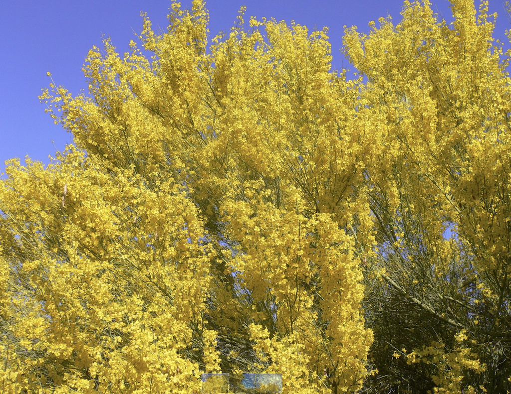 Tohono Chul Participates in Upcoming Inaugural Palo Verde Bloom Festival by AZ Hispanic Commerce