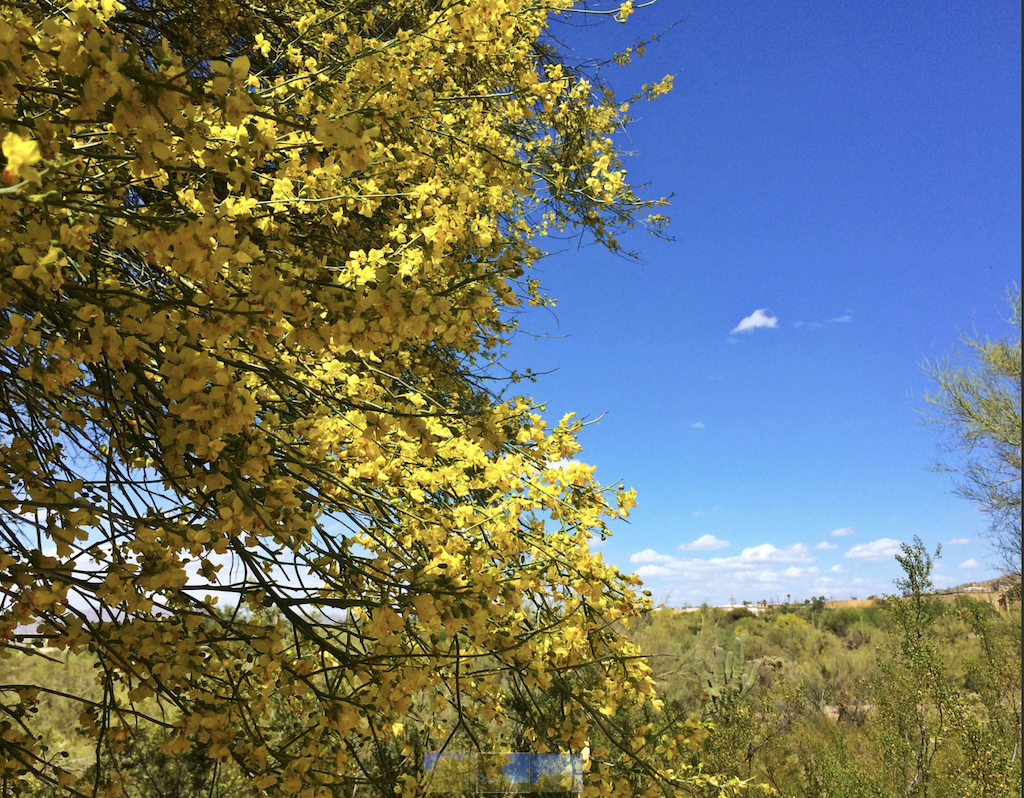 Tohono Chul Participates in Upcoming Inaugural Palo Verde Bloom Festival by AZ Hispanic Commerce - Tohono Chul Participates in Upcoming Inaugural Palo Verde Bloom Festival by AZ Hispanic Commerce