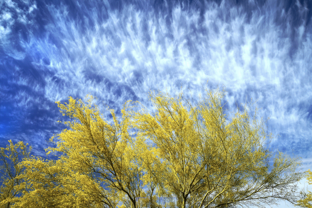 Tohono Chul Participates in Upcoming Inaugural Palo Verde Bloom Festival by AZ Hispanic Commerce - Tohono Chul Participates in Upcoming Inaugural Palo Verde Bloom Festival by AZ Hispanic Commerce