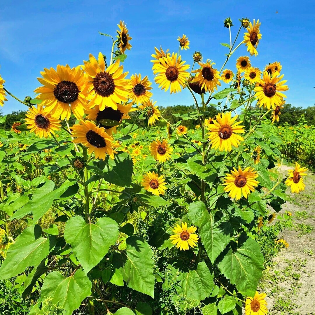 Sunflower Festival at HarvestMoon Fun Farm - Sunflower Festival at HarvestMoon Fun Farm
