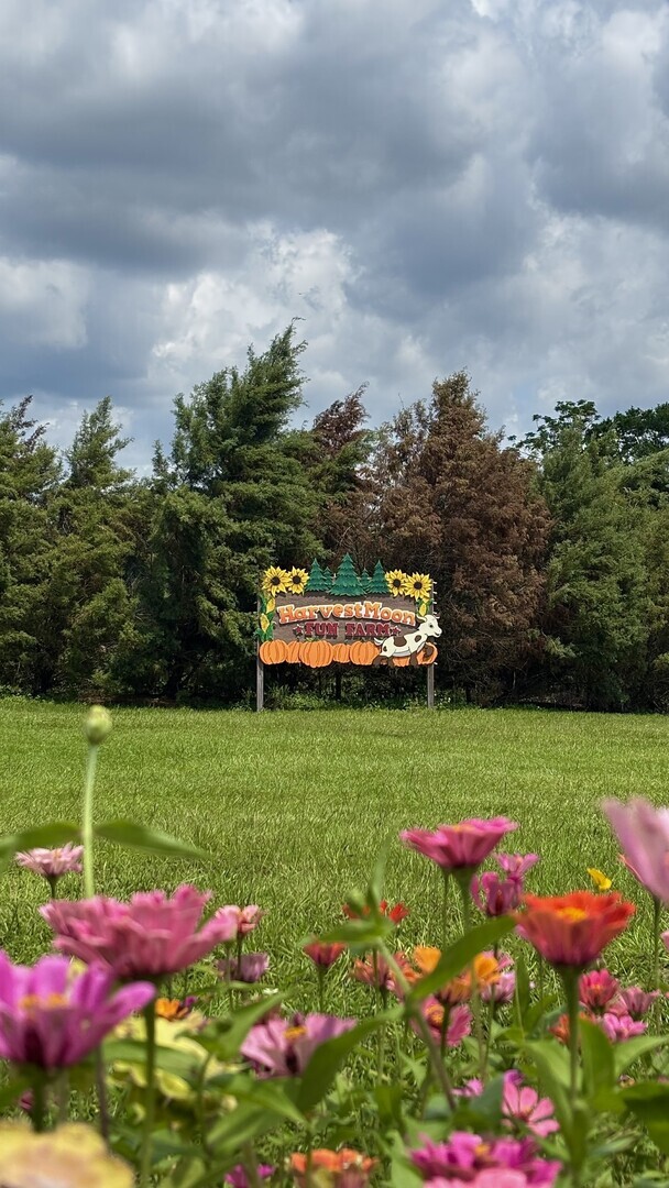 Sunflower Festival at HarvestMoon Fun Farm - Sunflower Festival at HarvestMoon Fun Farm