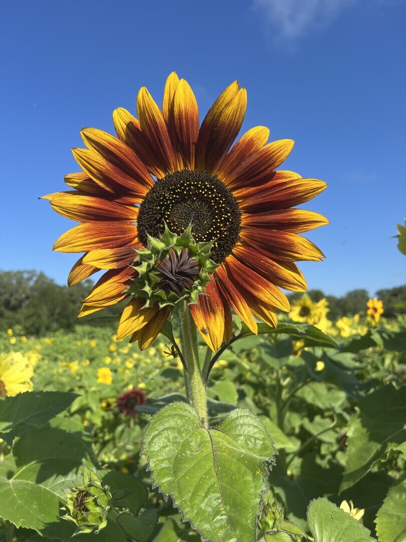 Sunflower Festival at HarvestMoon Fun Farm - Sunflower Festival at HarvestMoon Fun Farm