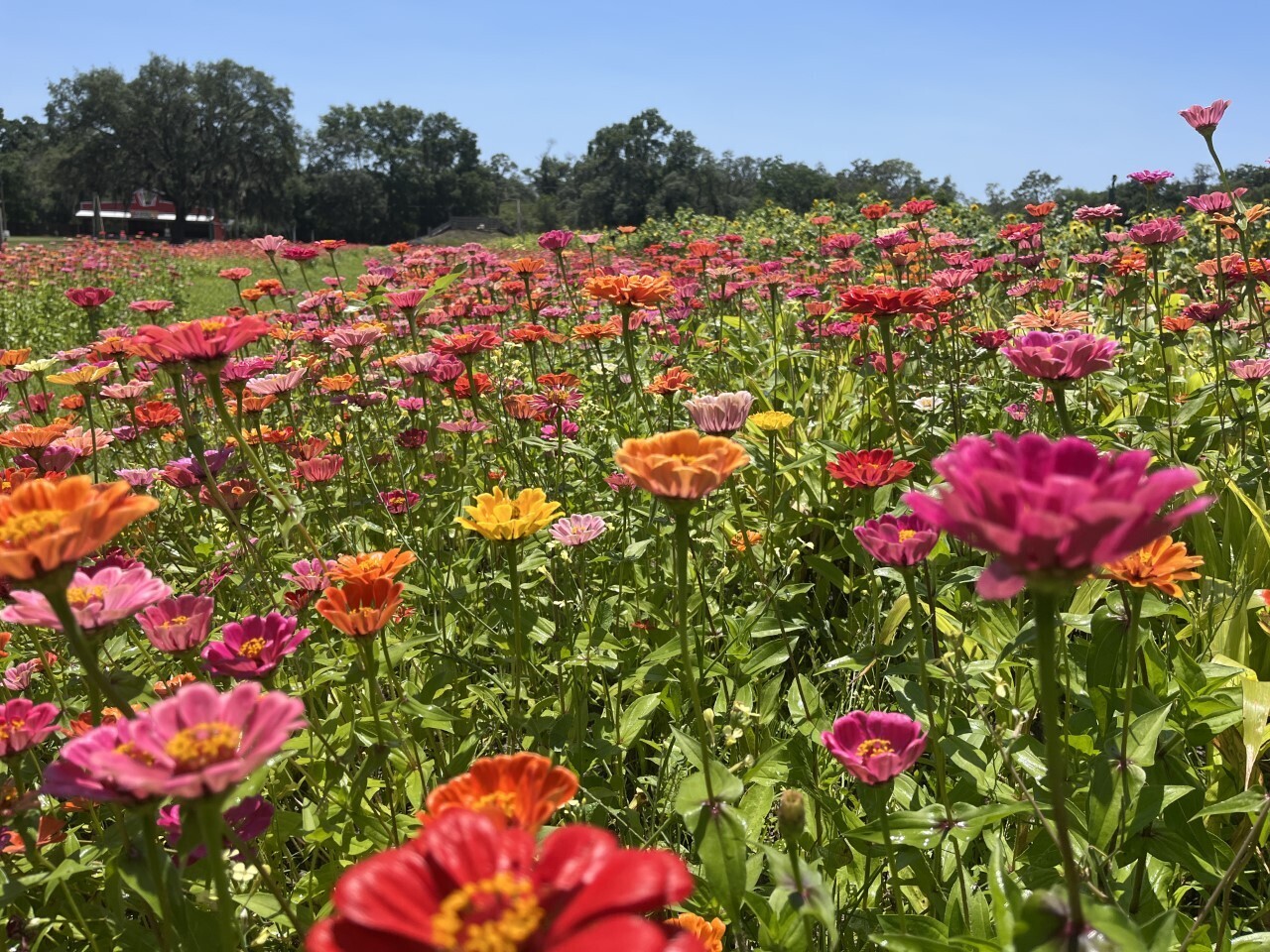 Sunflower Festival at HarvestMoon Fun Farm - Sunflower Festival at HarvestMoon Fun Farm