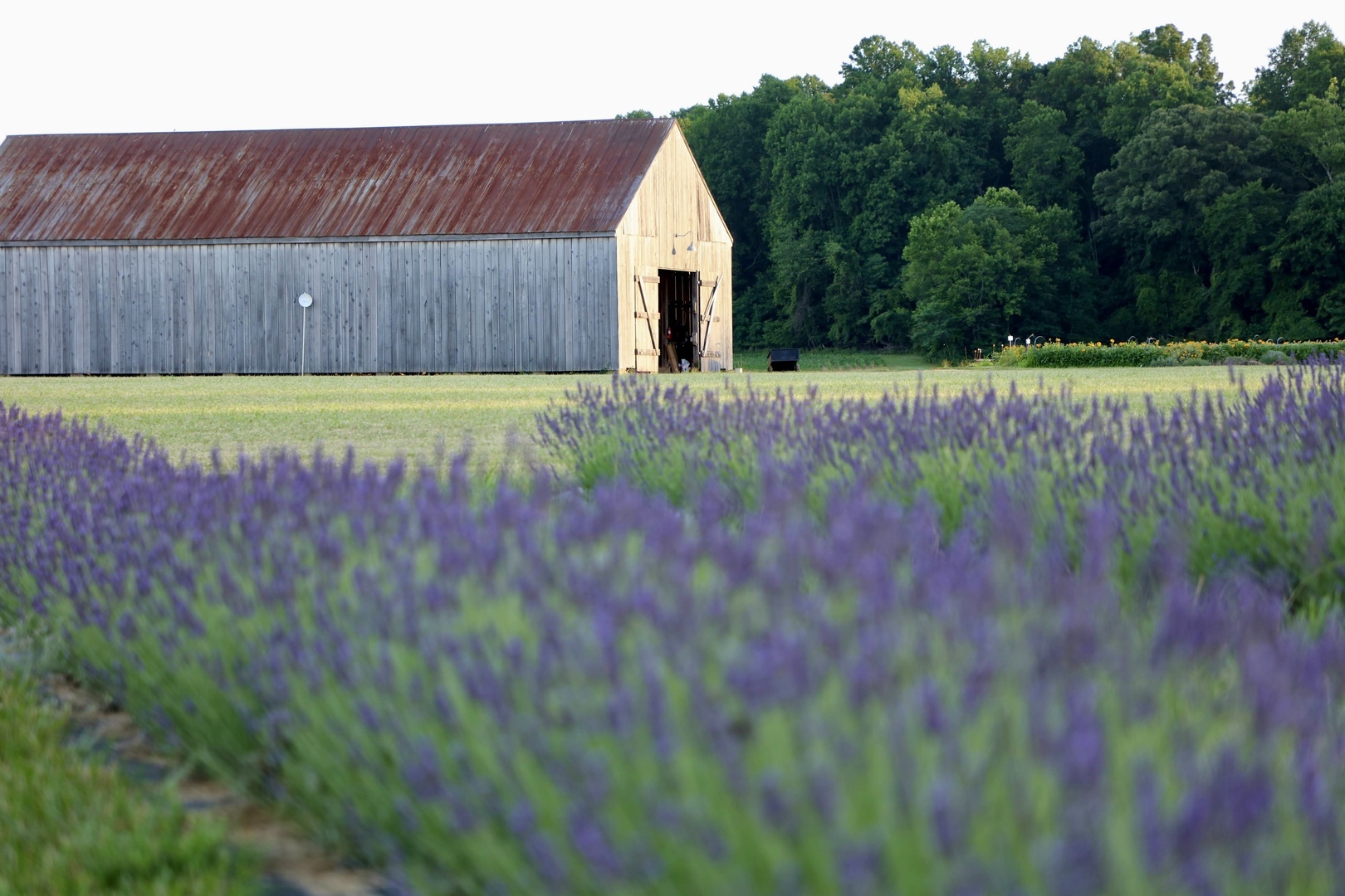 Lavender Days Festival - Lavender Days Festival
