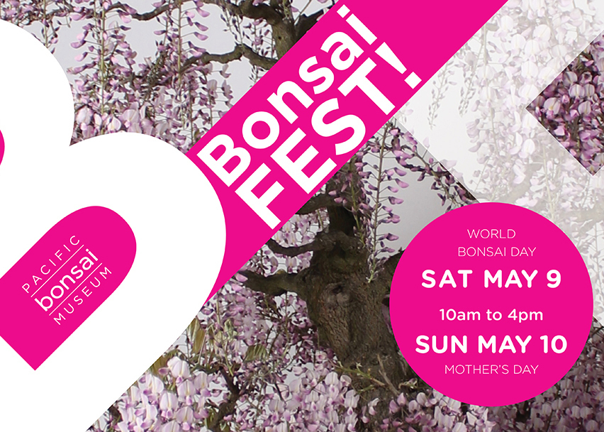 BonsaiFest!