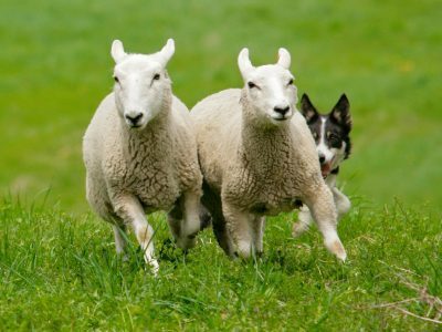 Sheep to Shawl Festival