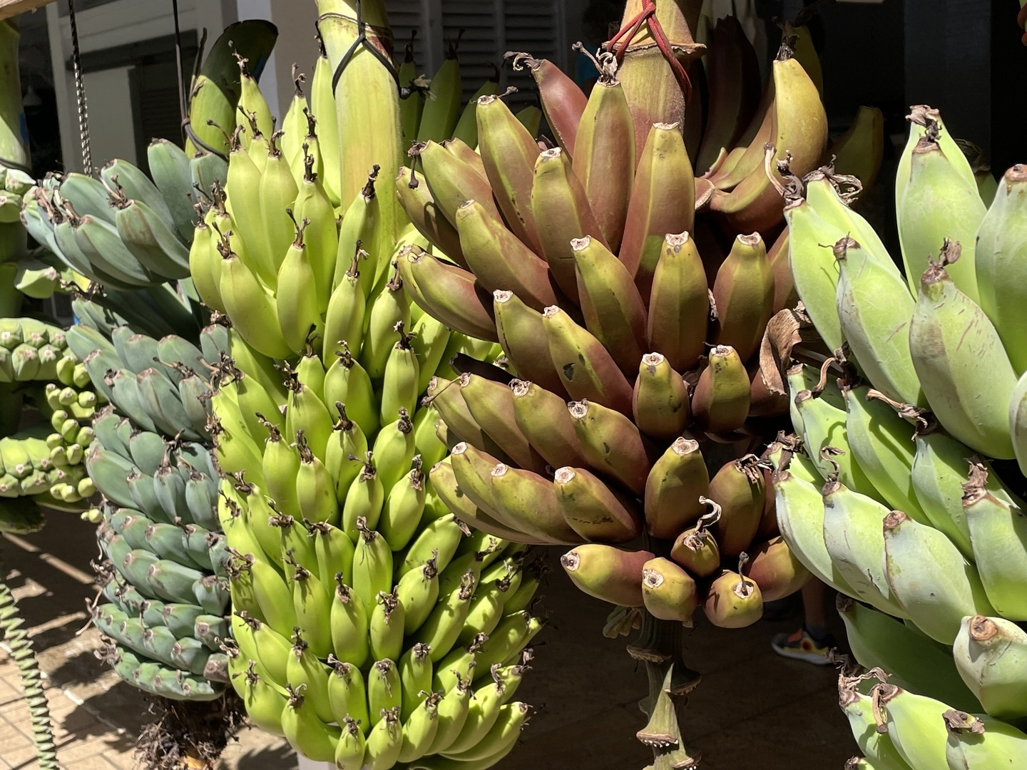 Ka Mai?a Ho?olaule?a Banana Festival	<div class=