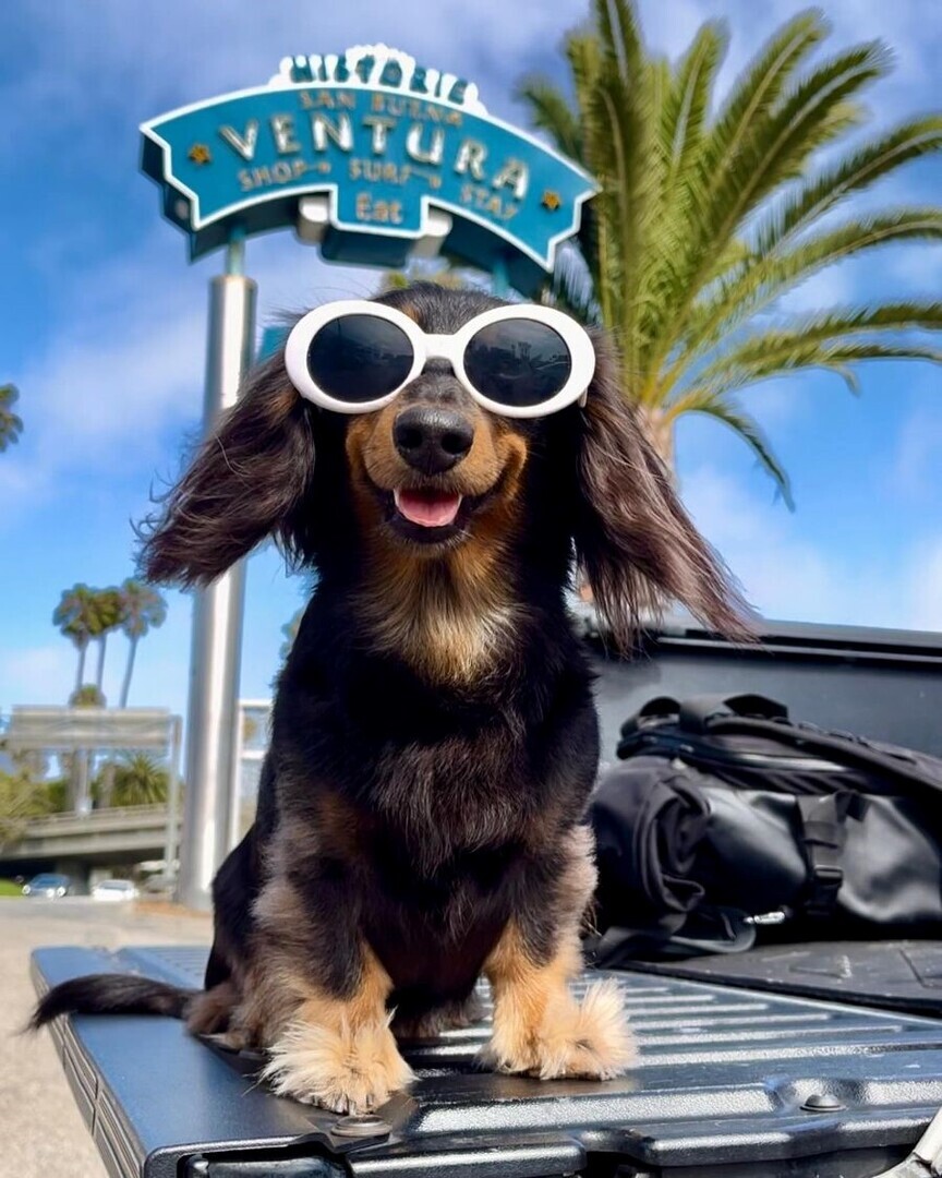 Short Dawgs in Da House Dog Racing Festival to Ventura Harbor Village