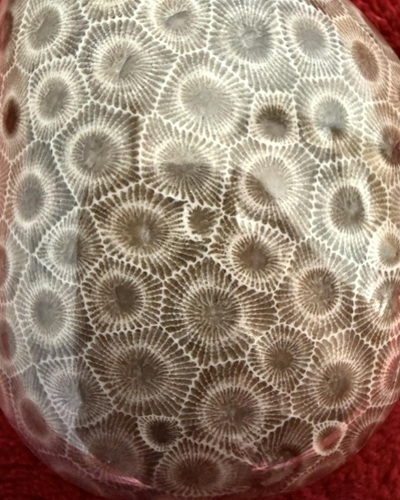 The Petoskey Stone Festival