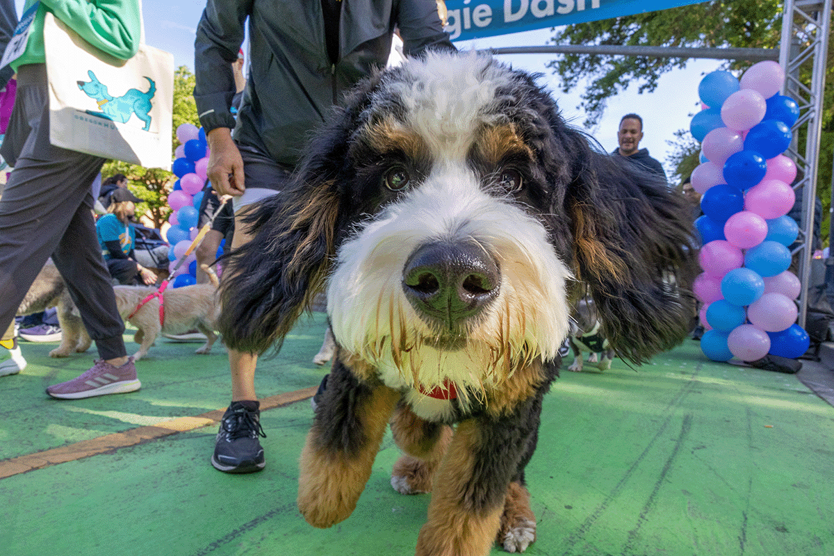 Doggie Dash Salem - Doggie Dash Salem