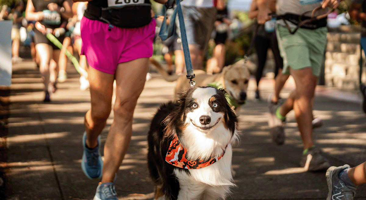 Doggie Dash Salem - Doggie Dash Salem