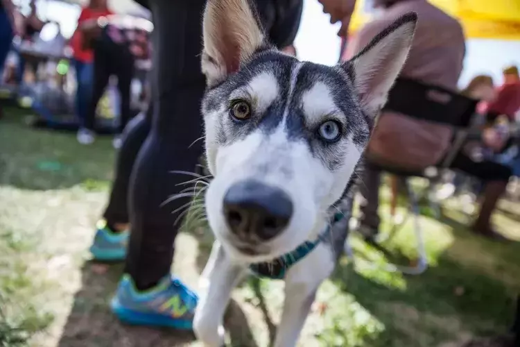 17th Annual Doggie Street Festival & Adopt-A-Thon San Diego - 17th Annual Doggie Street Festival & Adopt-A-Thon San Diego