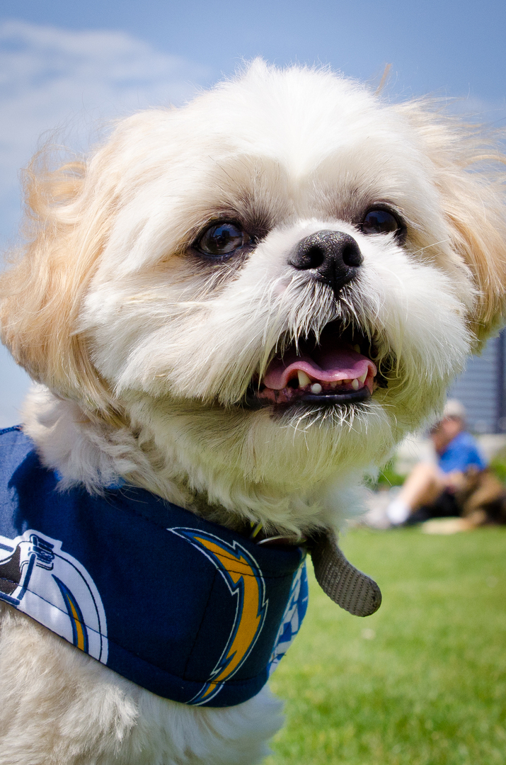 17th Annual Doggie Street Festival & Adopt-A-Thon San Diego - 17th Annual Doggie Street Festival & Adopt-A-Thon San Diego