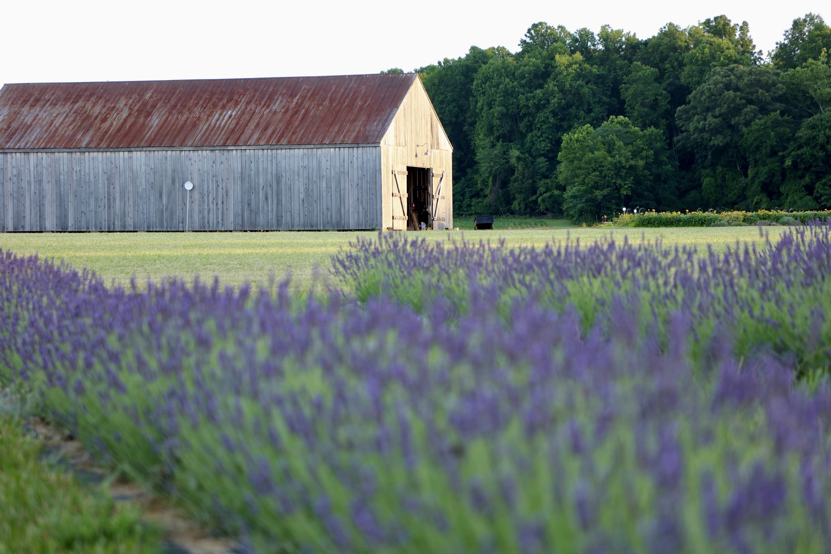 Lavender Days Festival - Lavender Days Festival