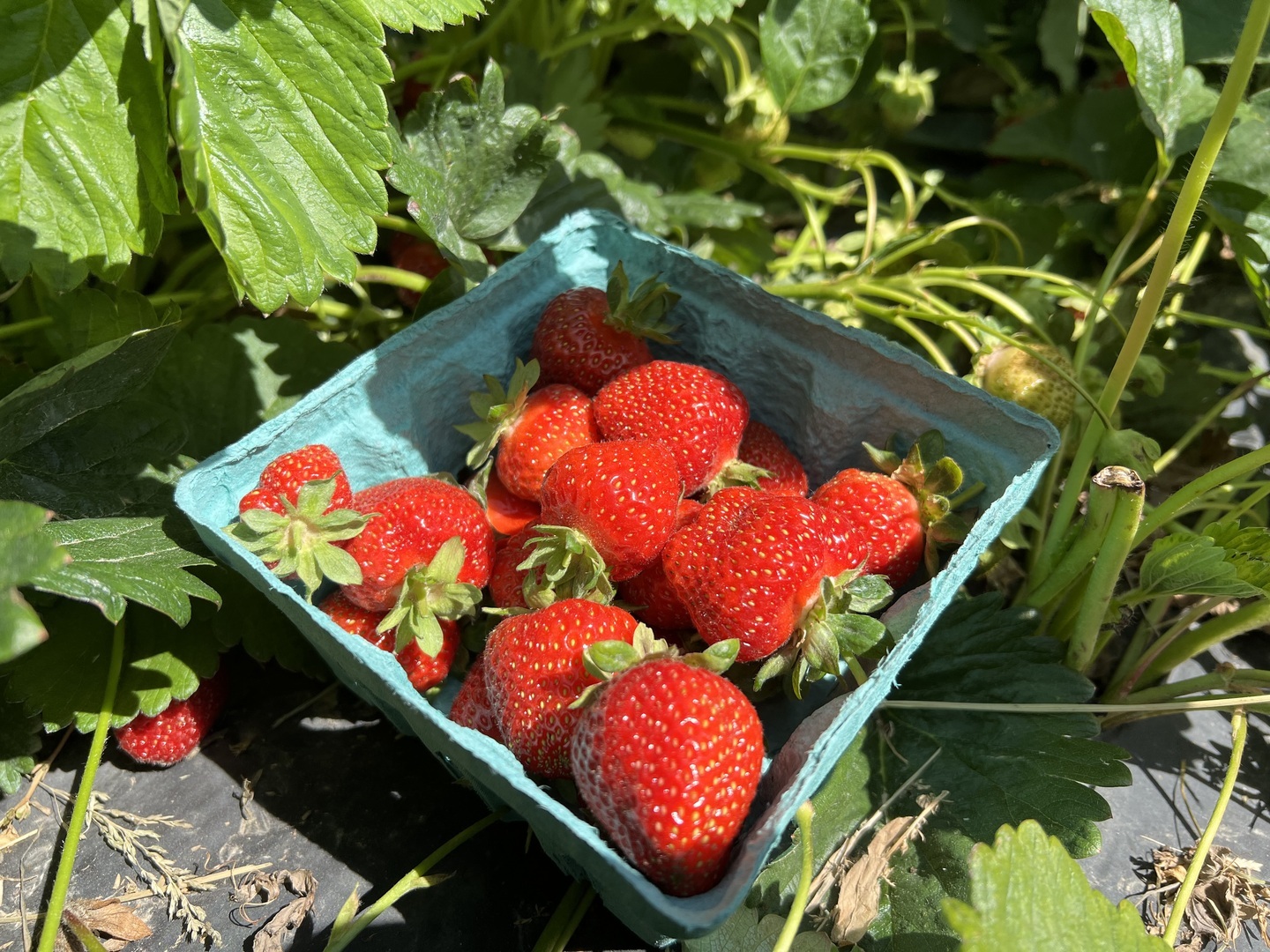 Strawberry Festival