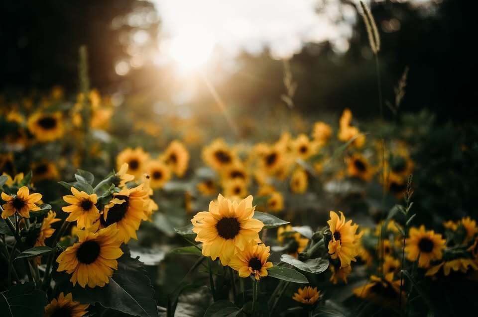 U-Pick Flower Festival at Northfarthing Farms