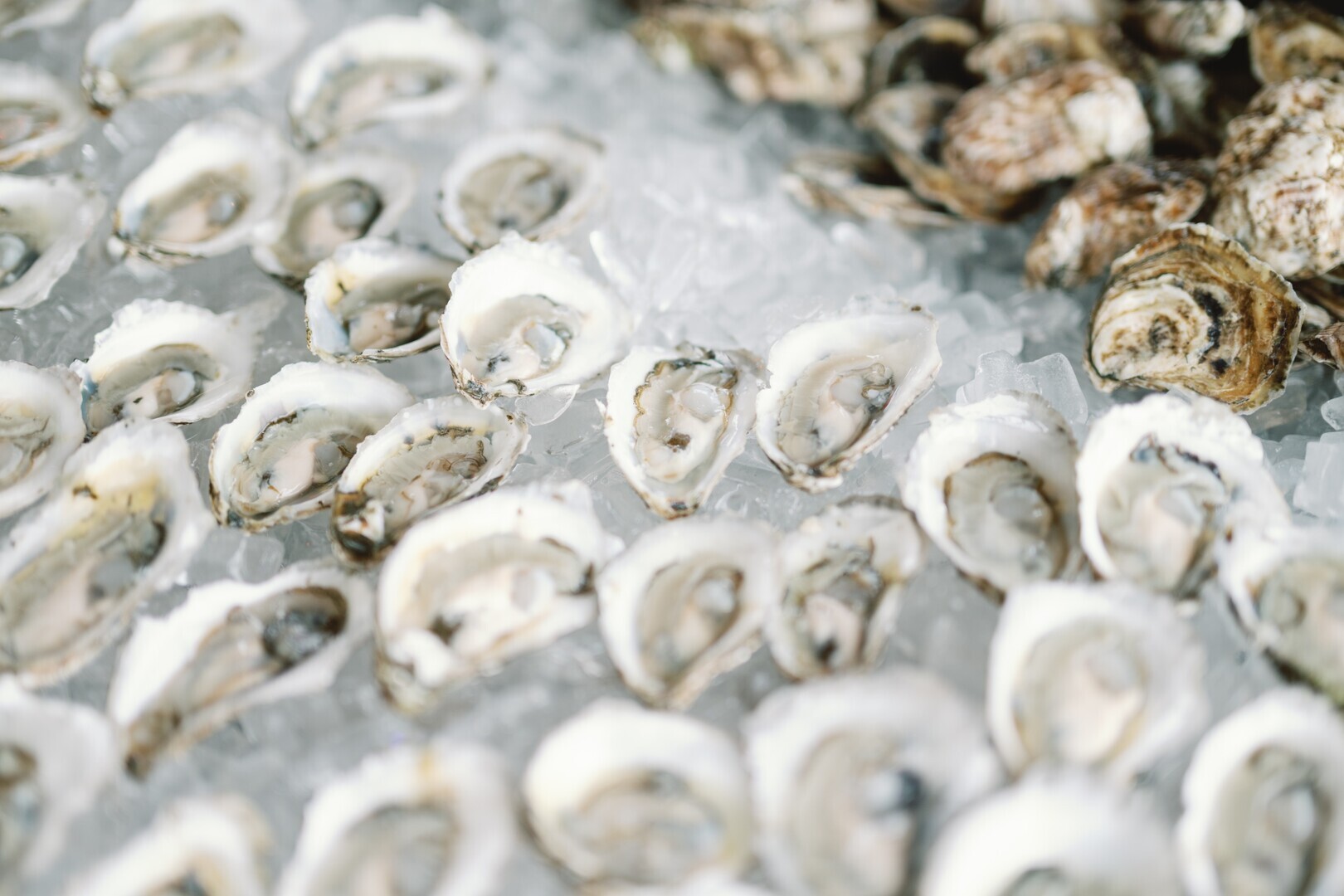 New Bedford Oysterfest 2026