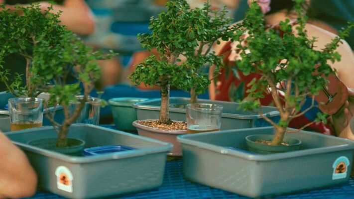 bonsai pianta Bonsai Ginseng esemplare main image 0