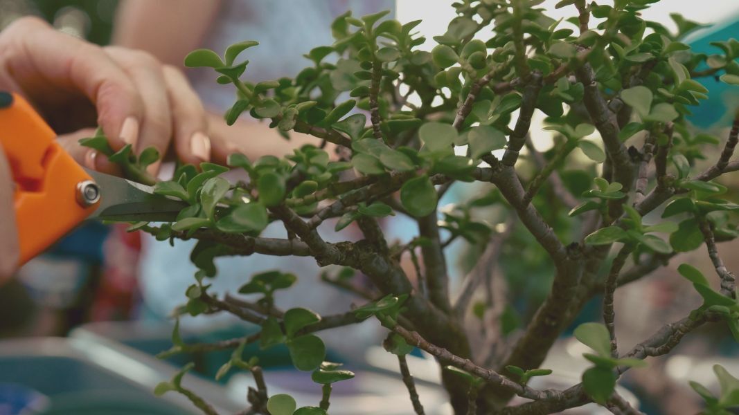 Bonsai & Brews at Green Bench Brewing Webb’s City Cellar | St. Pete