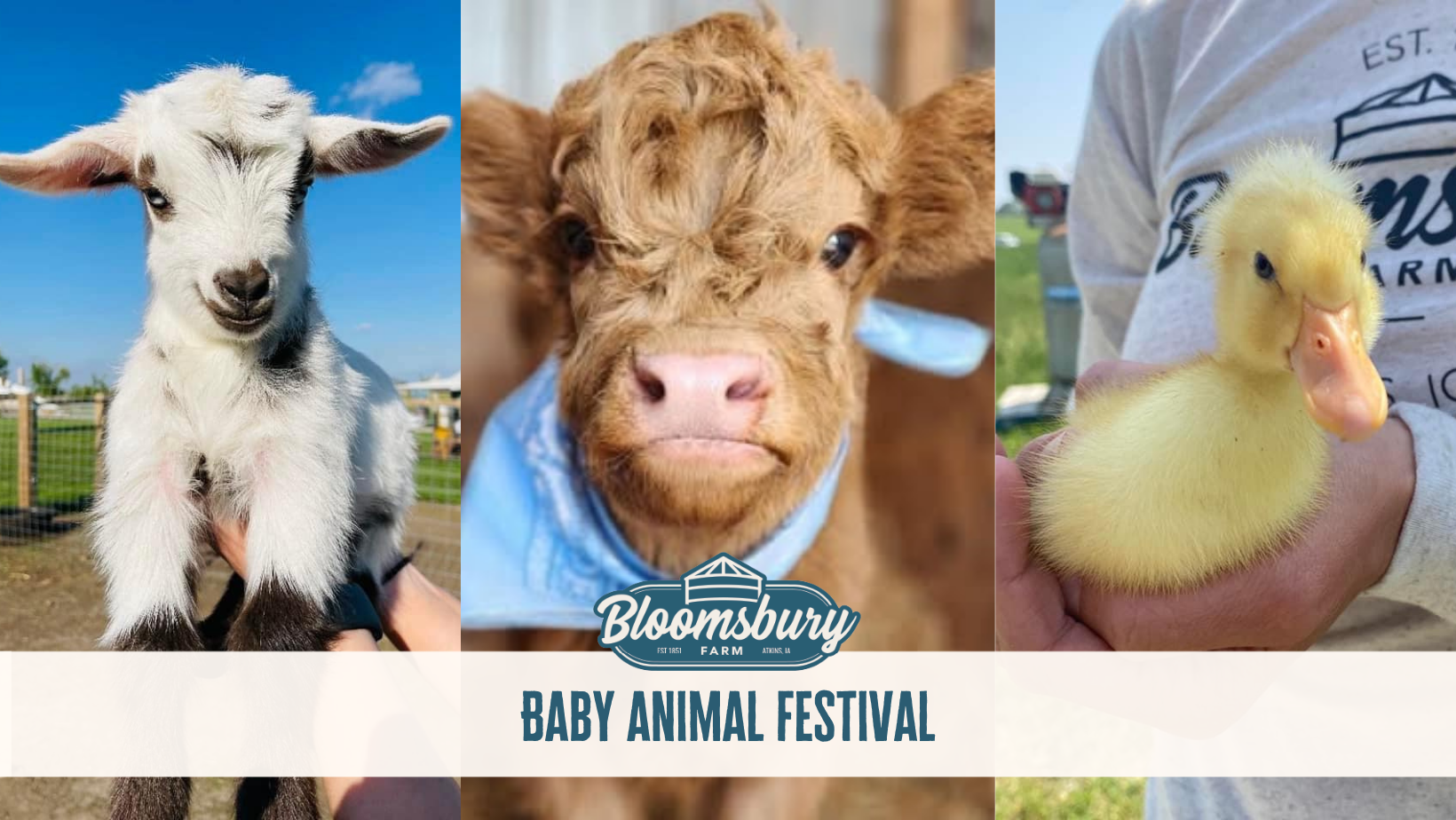 Baby Animal Festival