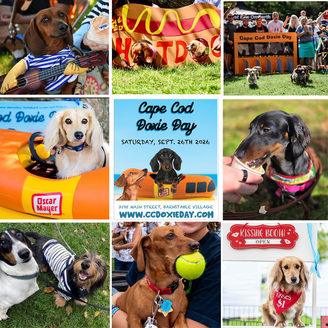 Cape Cod Doxie Day - Cape Cod Doxie Day