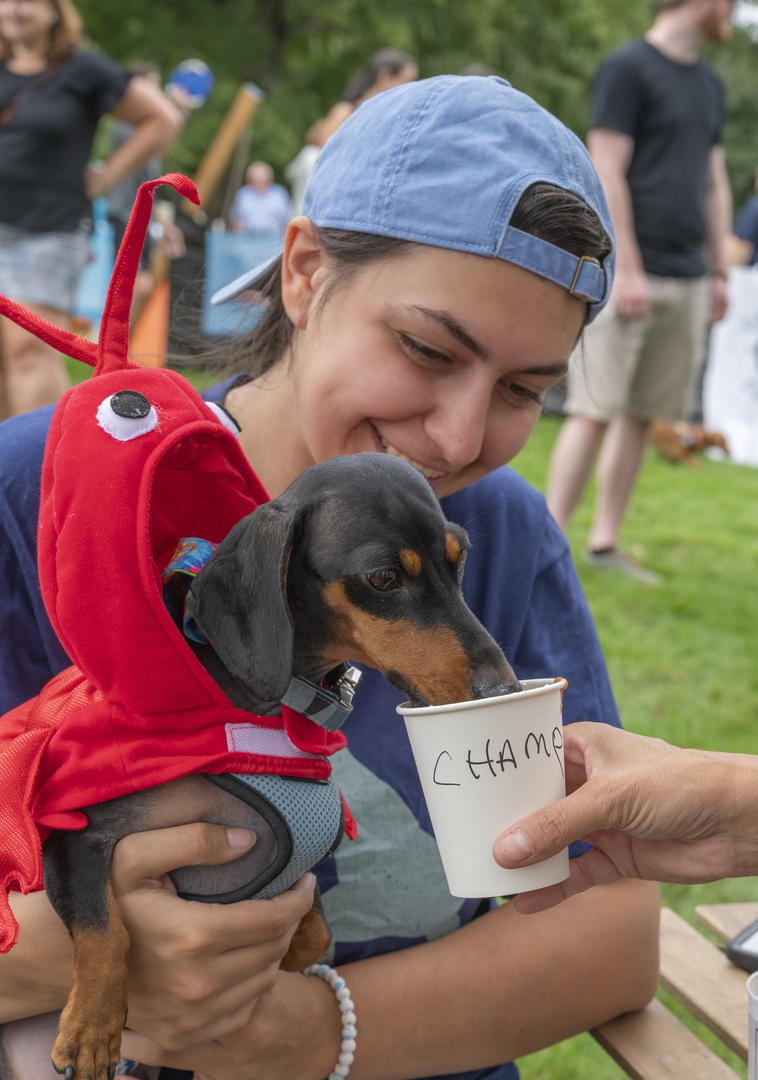 Cape Cod Doxie Day - Cape Cod Doxie Day