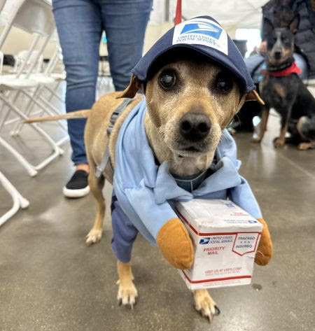 Denver Dog Fair is NEXT WEEK! Get Tix! - Denver Dog Fair is NEXT WEEK! Get Tix!