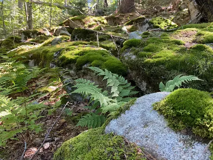 Harvesting the Sounds of Nature