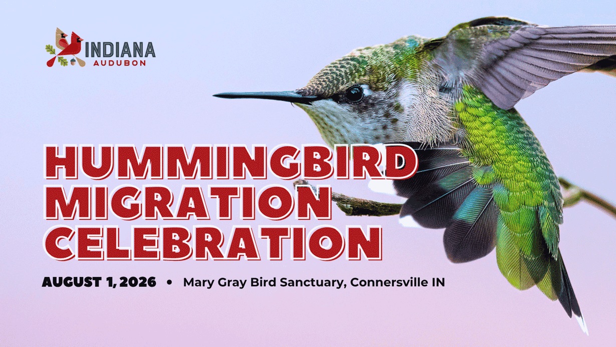 Hummingbird Migration Celebration