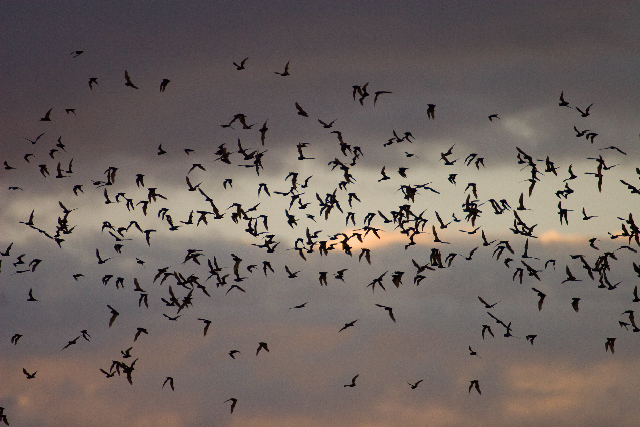 Bat Walk at Agua Caliente Park