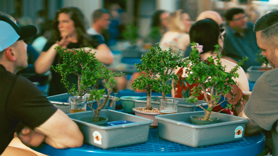 Bonsai & Brews at Crooked Thumb Brewery | Safety Harbor, FL