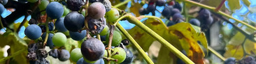 Heritage Grape Harvest Festival