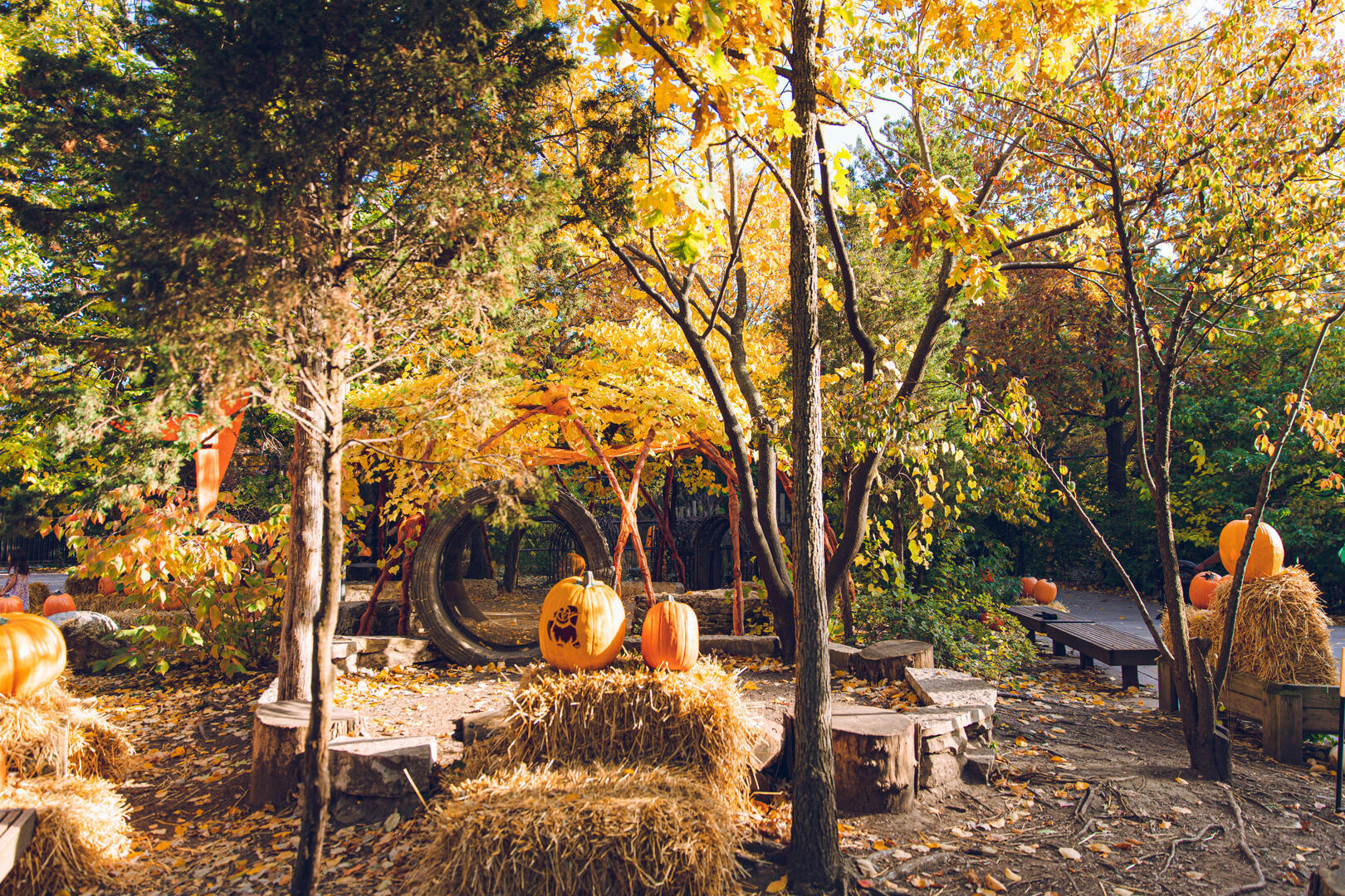 Fall Fest at Lincoln Park Zoo - Fall Fest at Lincoln Park Zoo