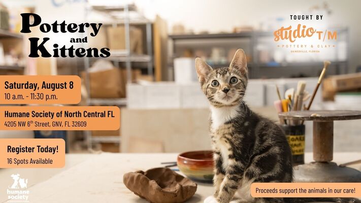 Event image for Pottery and Kittens