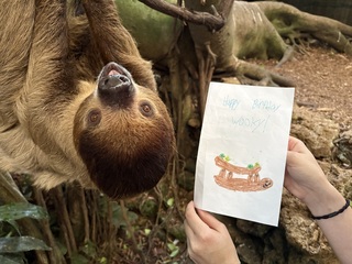 Sloth Birthday Celebration