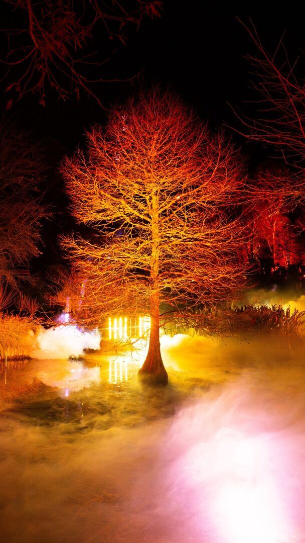 Light Up Trails This Christmas At Sir Harold Hillier Gardens - Light Up Trails This Christmas At Sir Harold Hillier Gardens