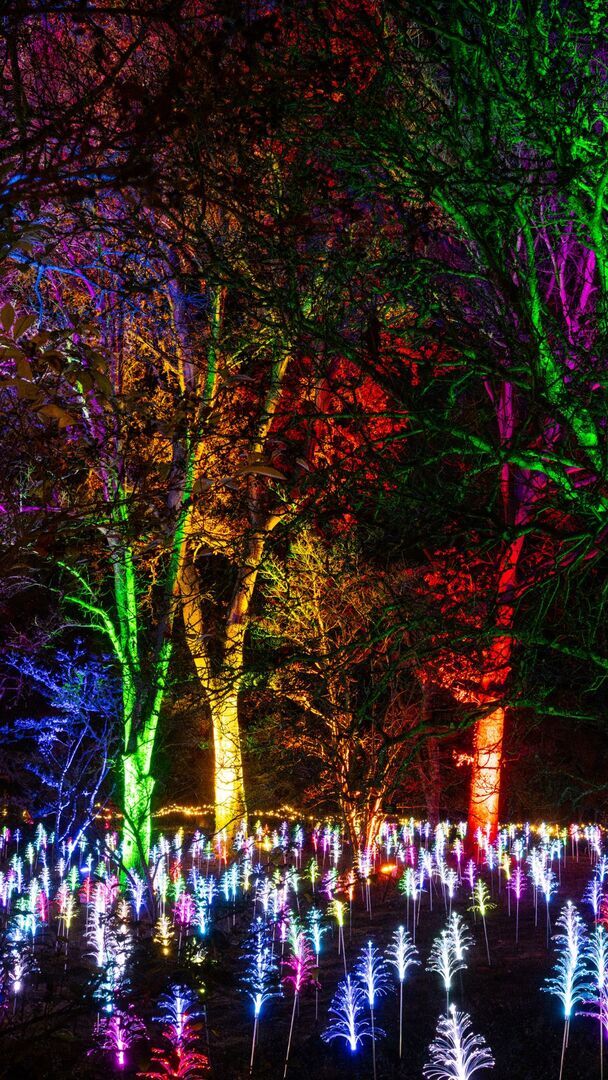 Light Up Trails This Christmas At Sir Harold Hillier Gardens - Light Up Trails This Christmas At Sir Harold Hillier Gardens
