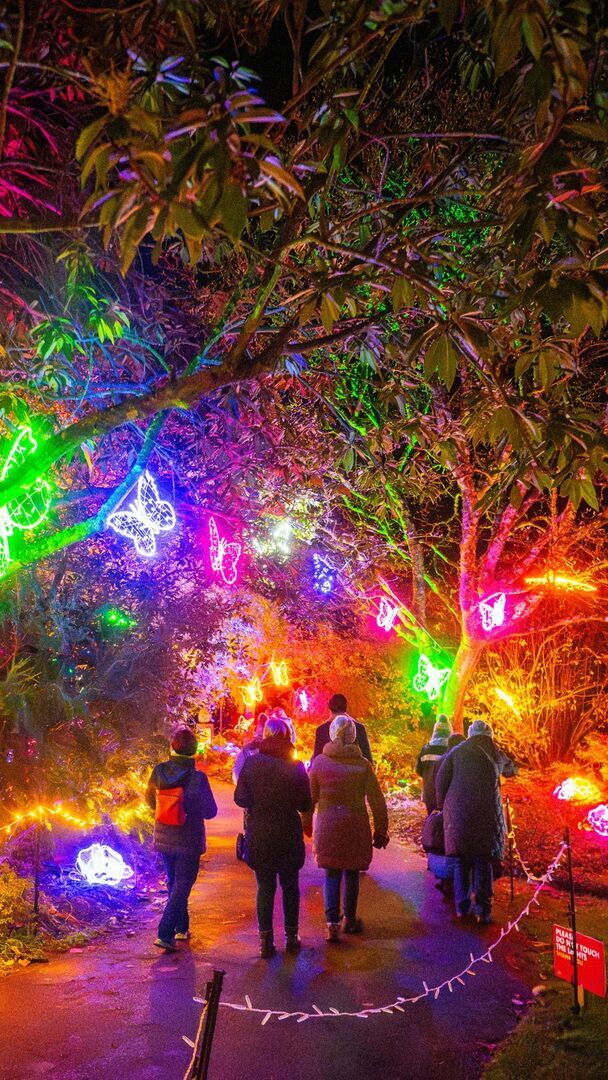 Light Up Trails This Christmas At Sir Harold Hillier Gardens - Light Up Trails This Christmas At Sir Harold Hillier Gardens